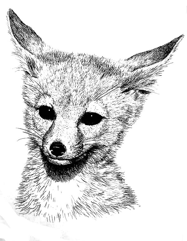 Cute Fox Coloring Pages for Kids Printable 36