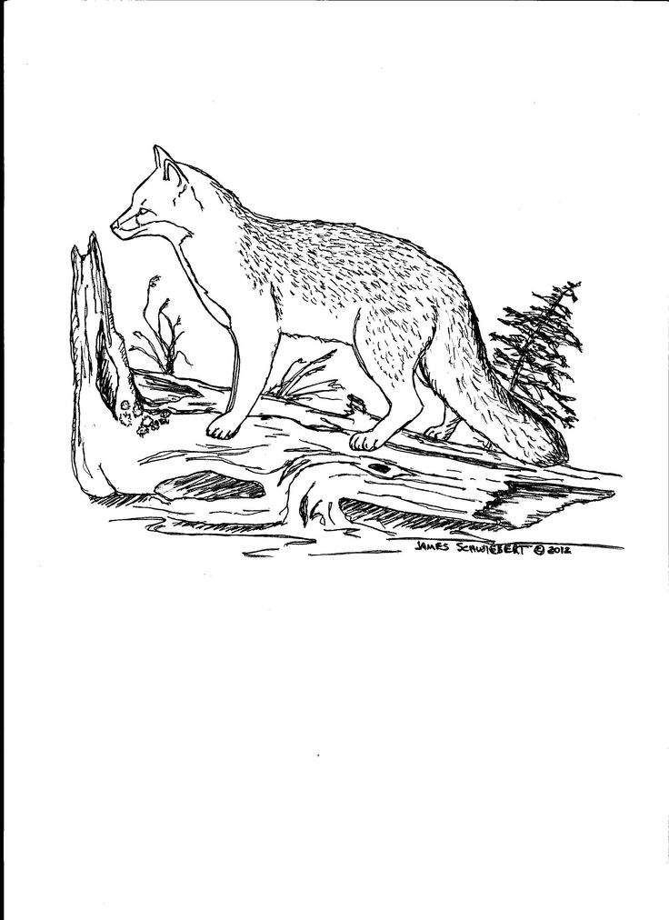 Cute Fox Coloring Pages for Kids Printable 47