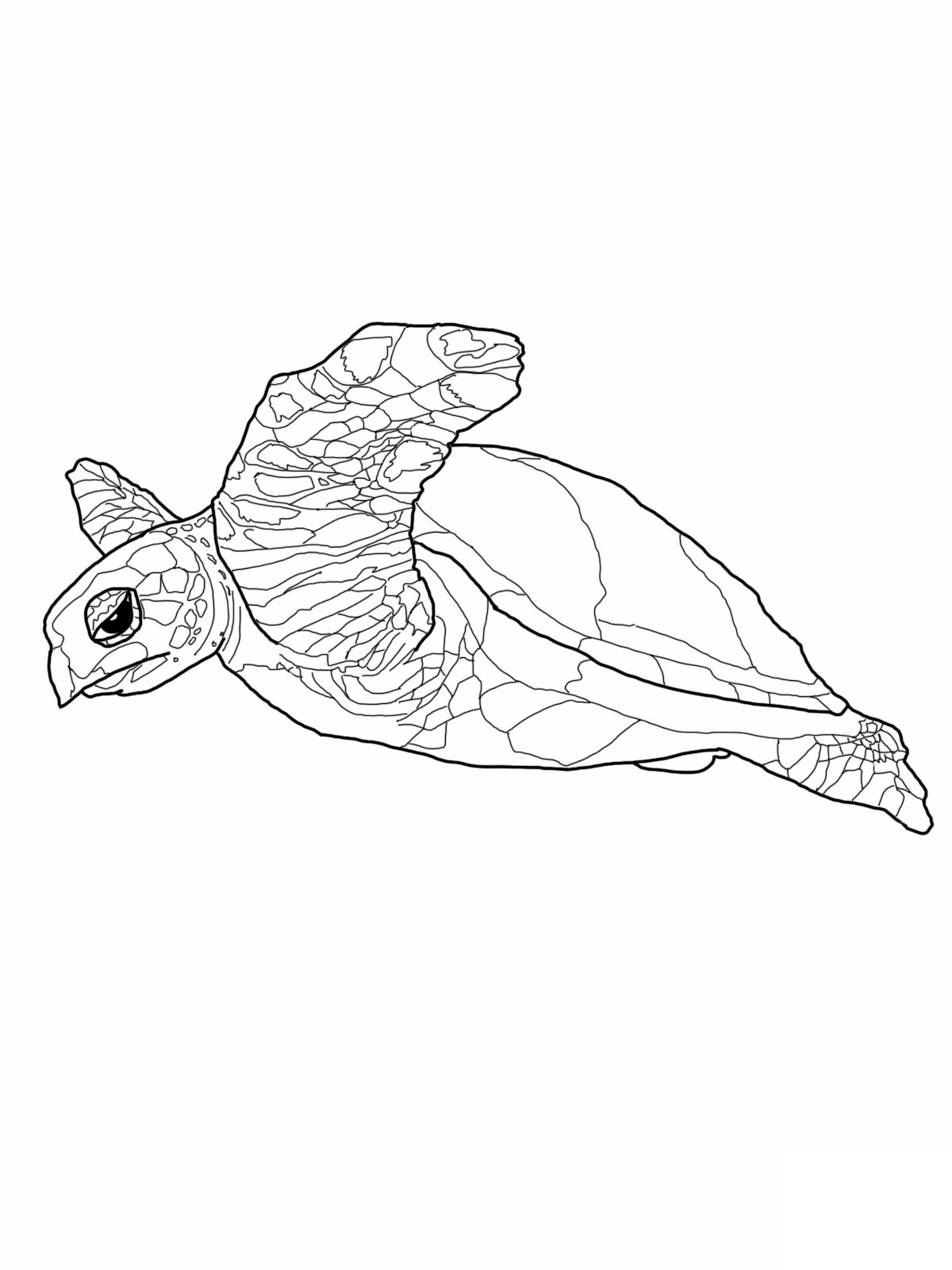 Cute Turtle Coloring Pages for Kids Printable 109