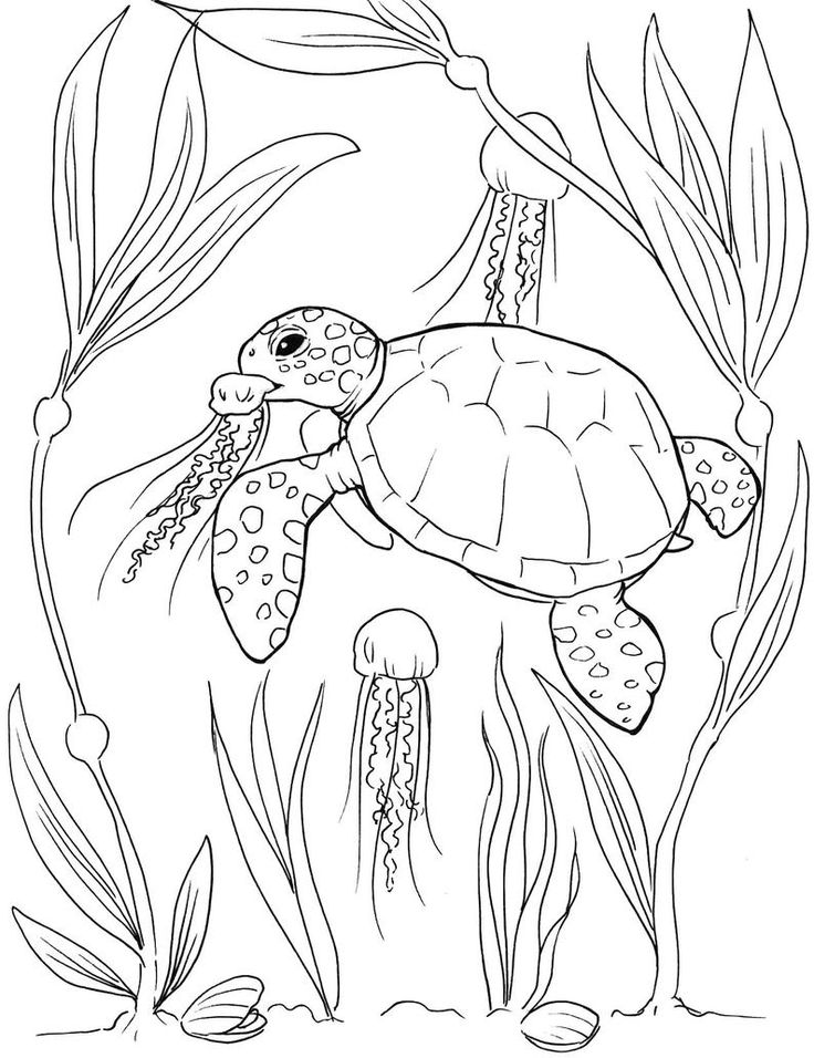 Cute Turtle Coloring Pages for Kids Printable 11