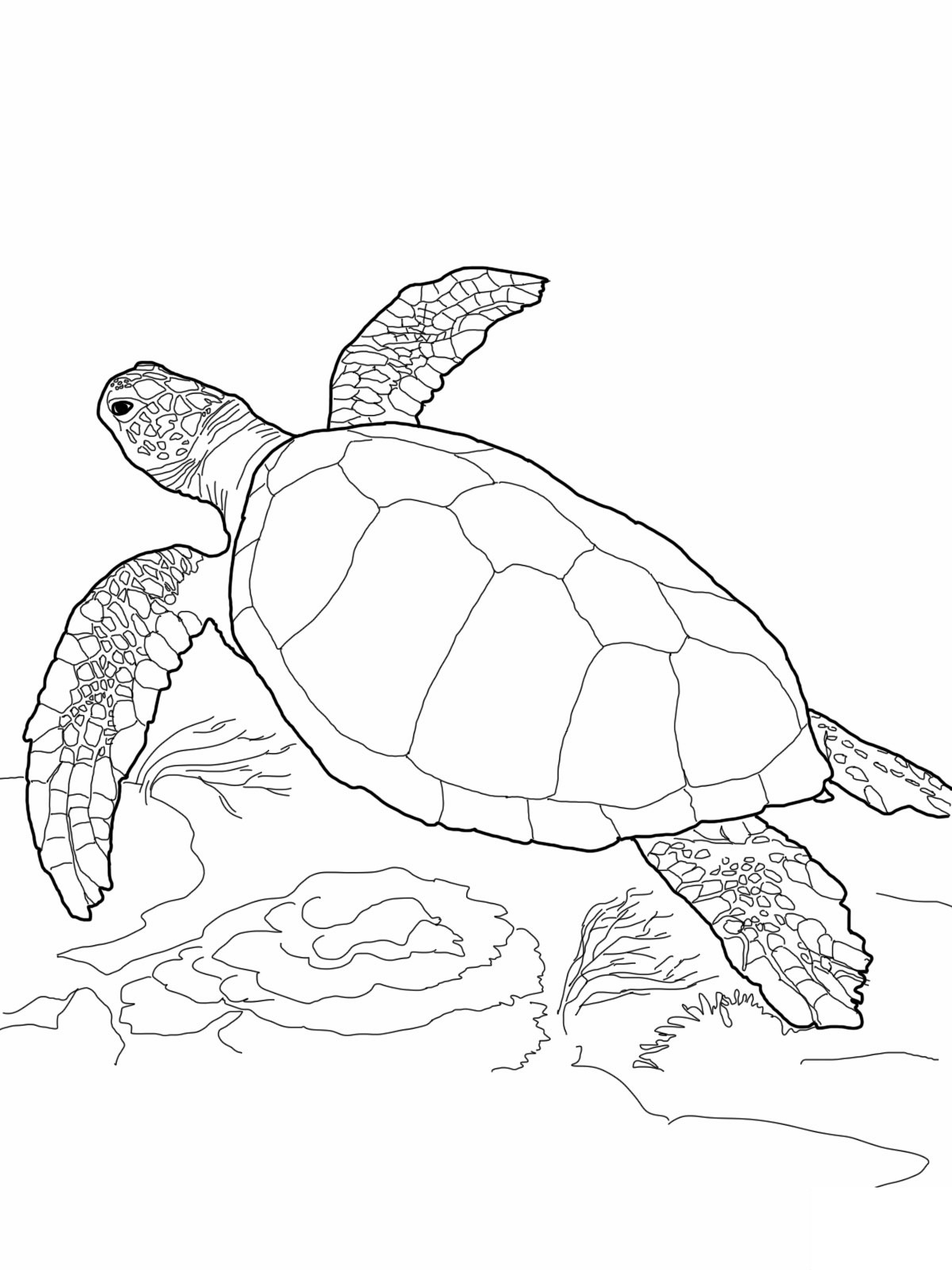 Cute Turtle Coloring Pages for Kids Printable 112