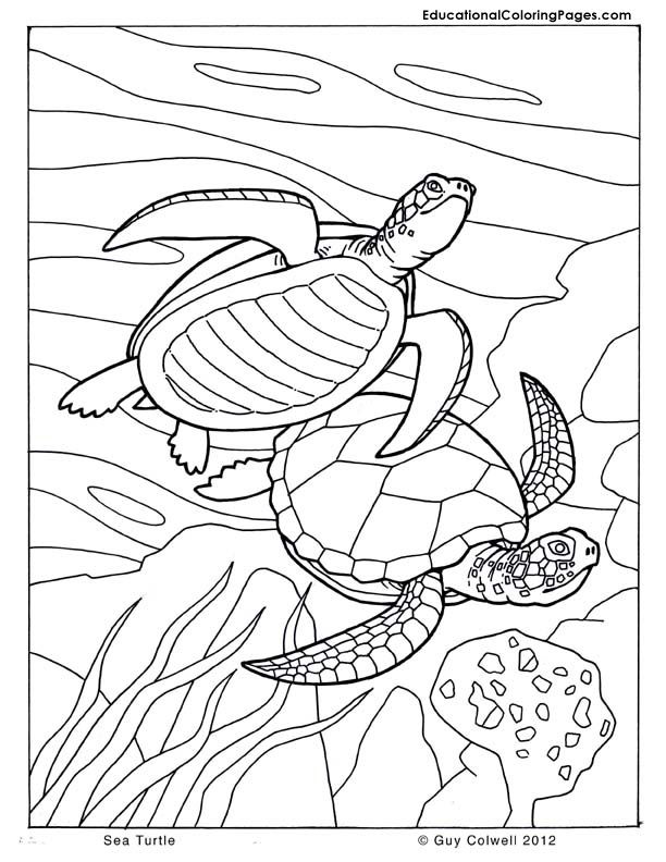 Cute Turtle Coloring Pages for Kids Printable 137