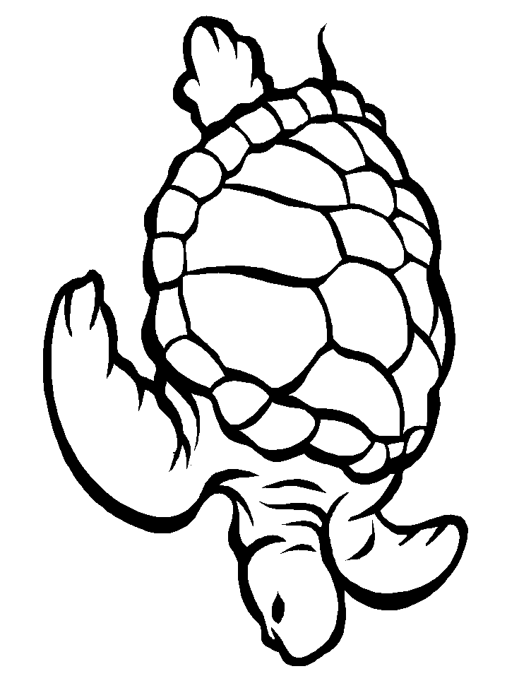 Cute Turtle Coloring Pages for Kids Printable 151