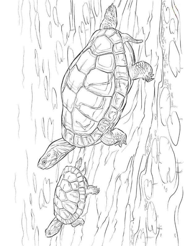 Cute Turtle Coloring Pages for Kids Printable 160