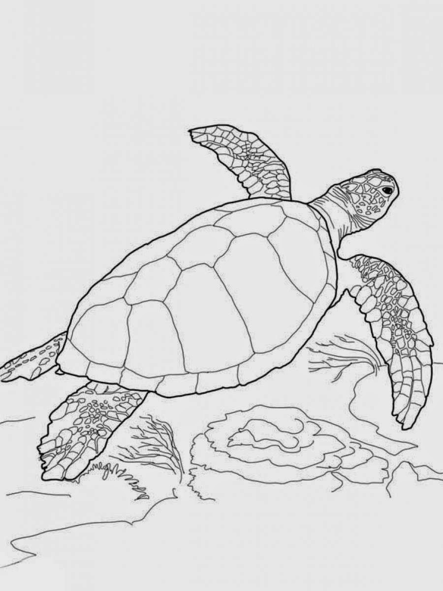 Cute Turtle Coloring Pages for Kids Printable 161