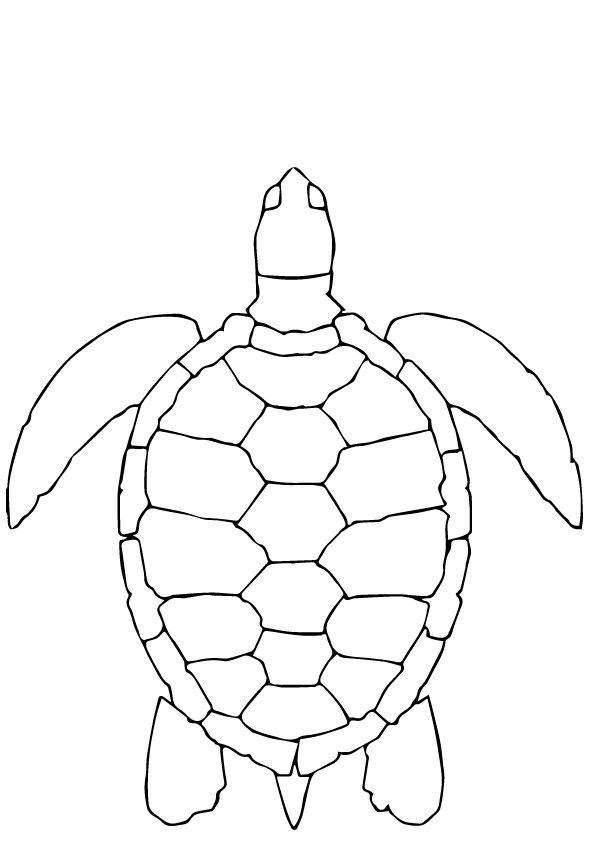 Cute Turtle Coloring Pages for Kids Printable 24