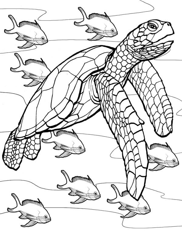 Cute Turtle Coloring Pages for Kids Printable 32