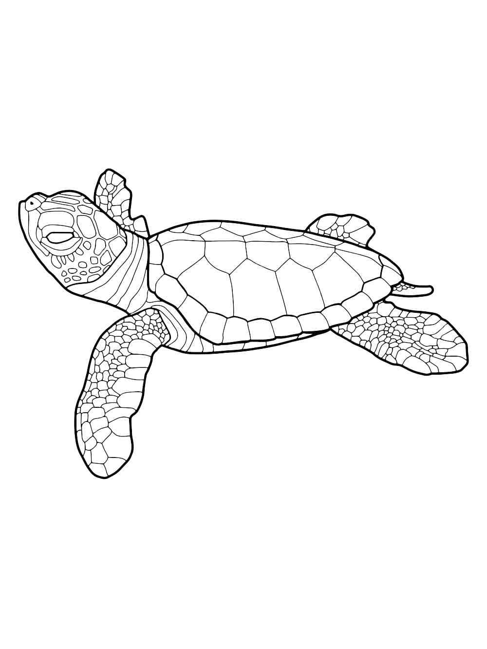 Cute Turtle Coloring Pages for Kids Printable 33