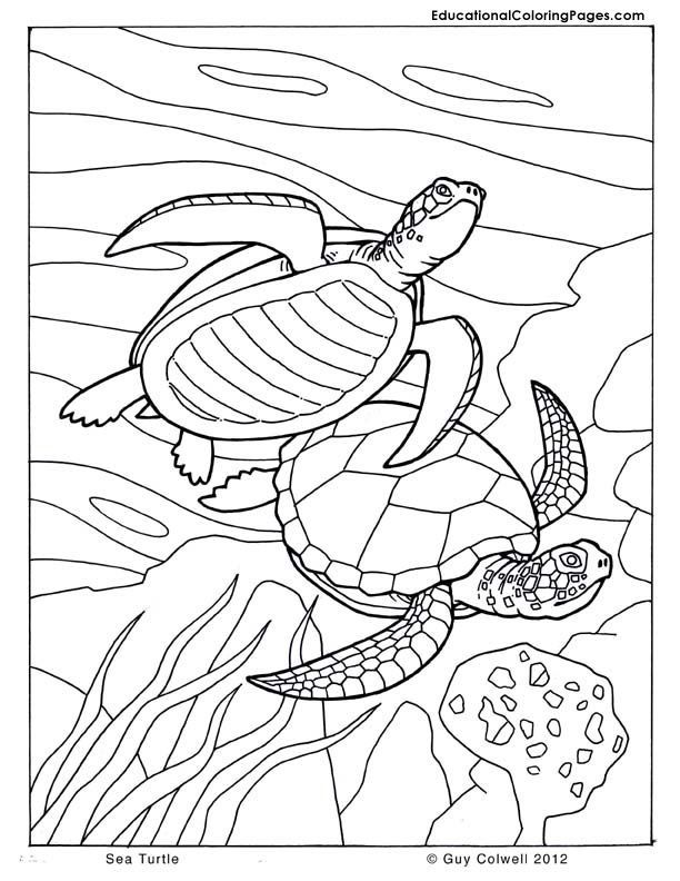 Cute Turtle Coloring Pages for Kids Printable 36