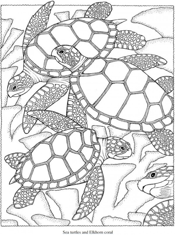 Cute Turtle Coloring Pages for Kids Printable 57