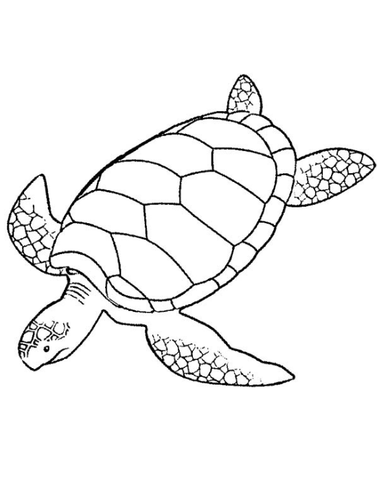 Cute Turtle Coloring Pages for Kids Printable 61