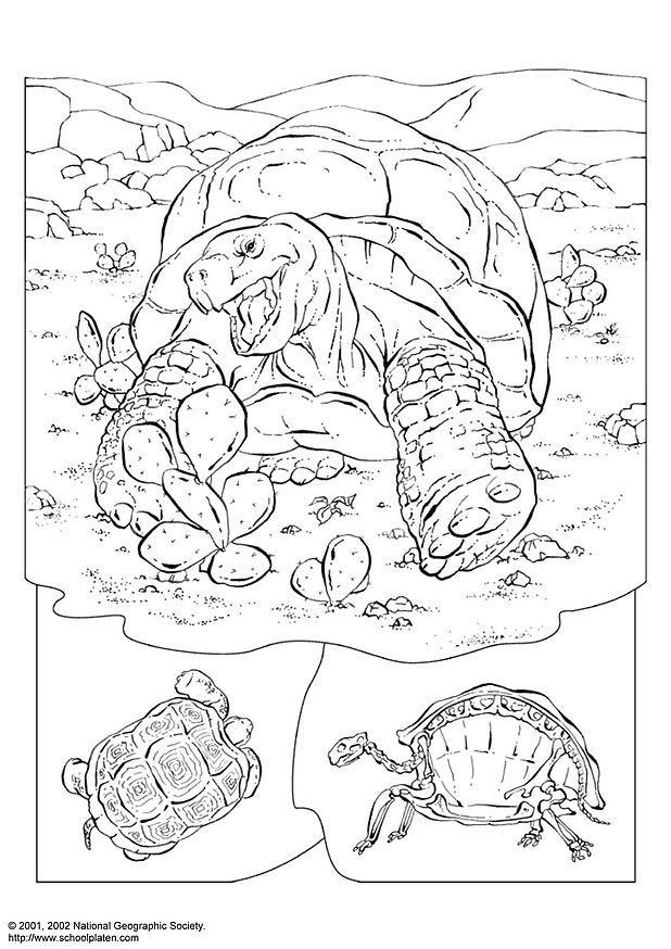 Cute Turtle Coloring Pages for Kids Printable 89