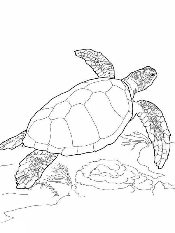 Cute Turtle Coloring Pages for Kids Printable 91