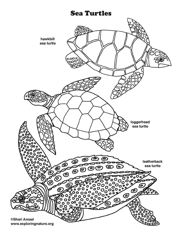 Cute Turtle Coloring Pages for Kids Printable 99