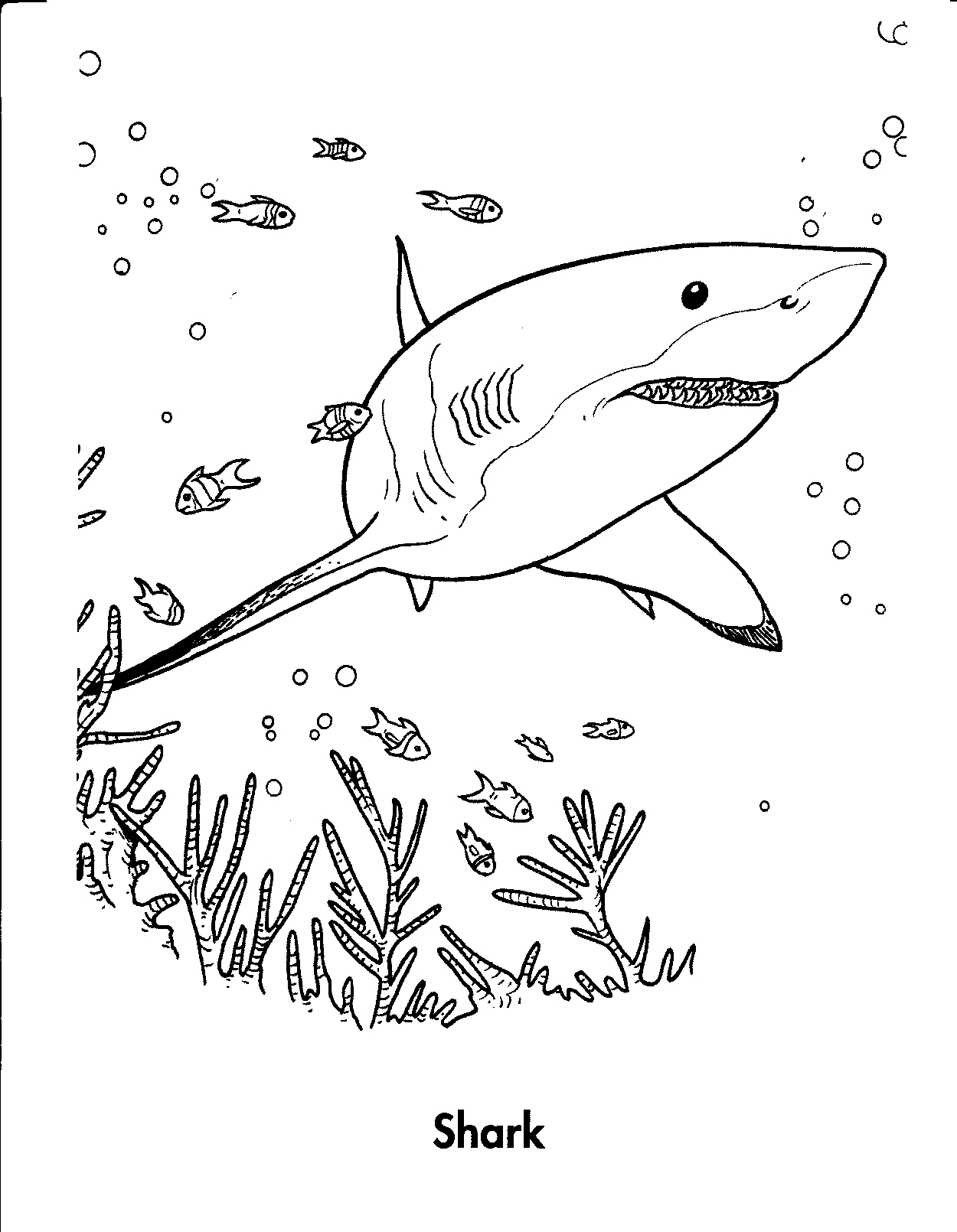 Shark Coloring Pages for Adults Printables 1