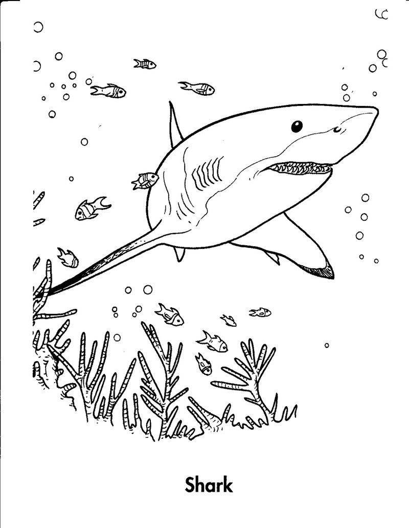 Shark Coloring Pages for Adults Printables 13