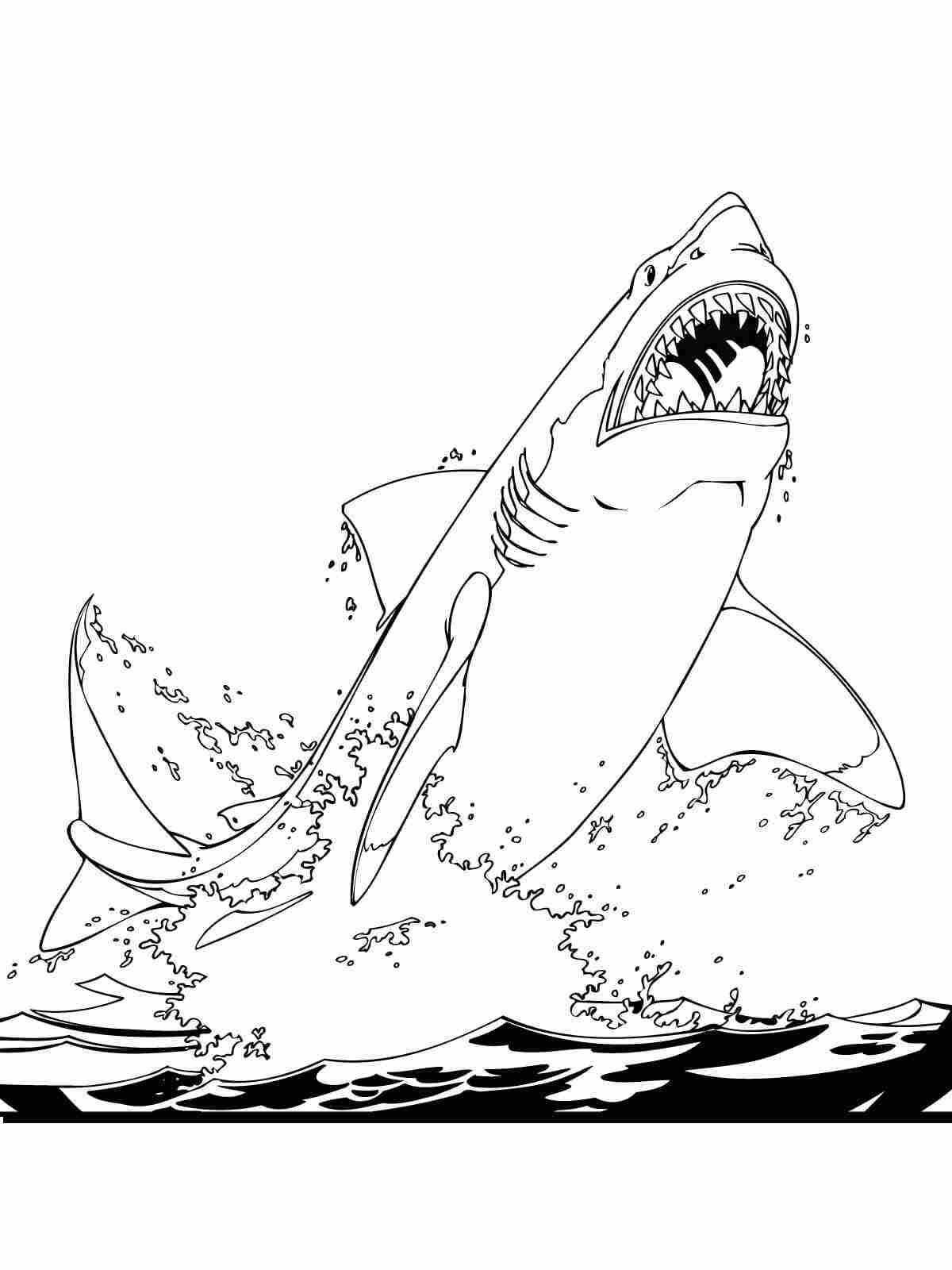 Shark Coloring Pages for Adults Printables 21