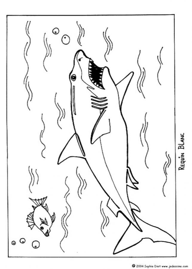 Shark Coloring Pages for Adults Printables 27