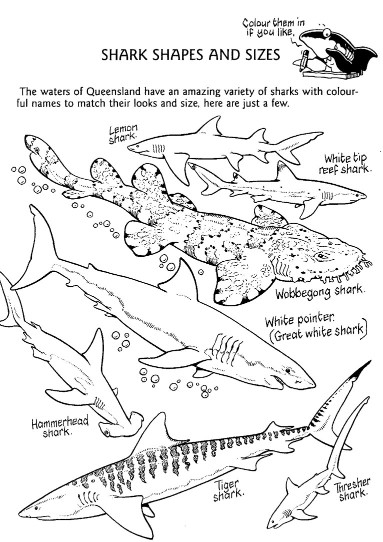 Shark Coloring Pages for Adults Printables 49