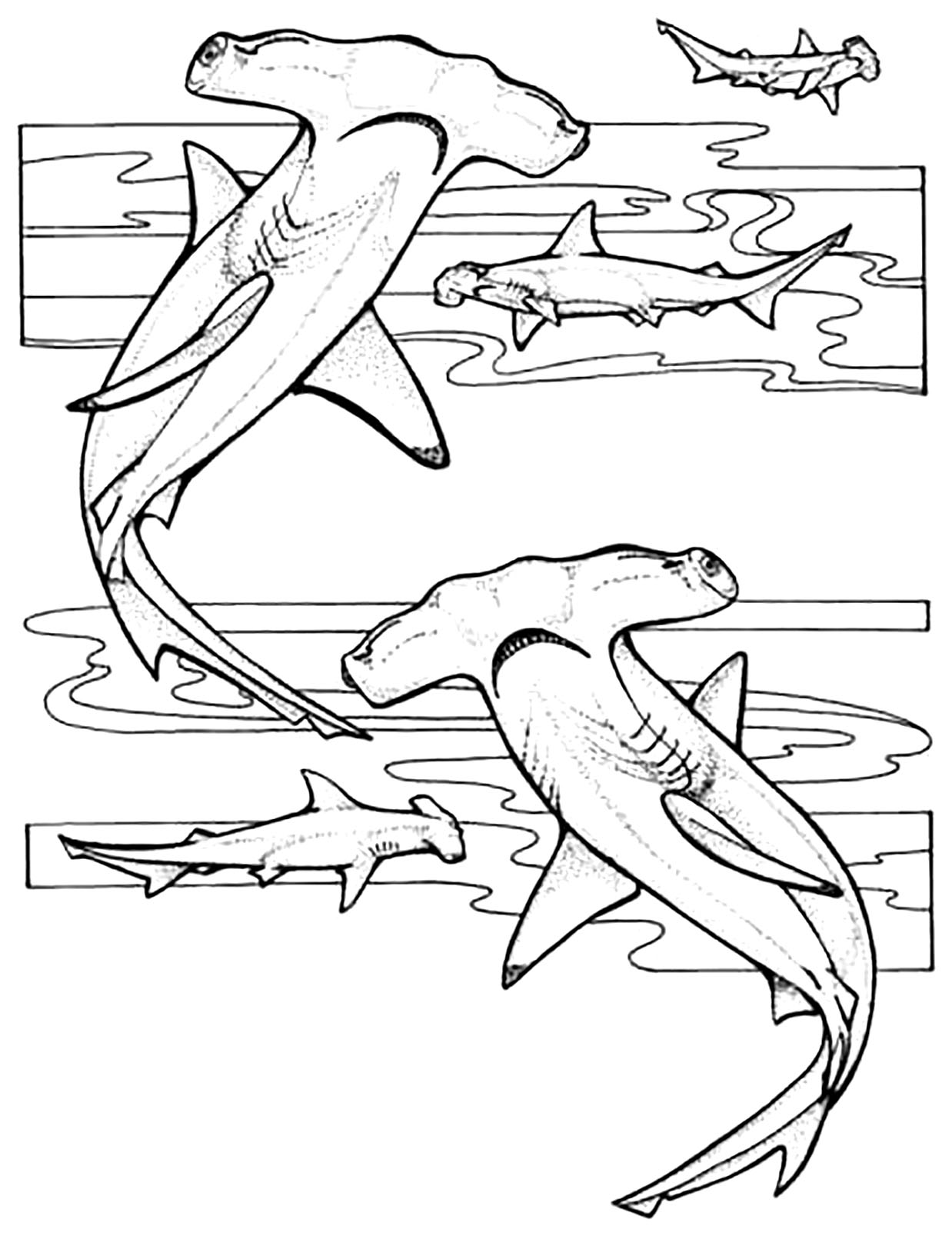 Shark Coloring Pages for Adults Printables 77