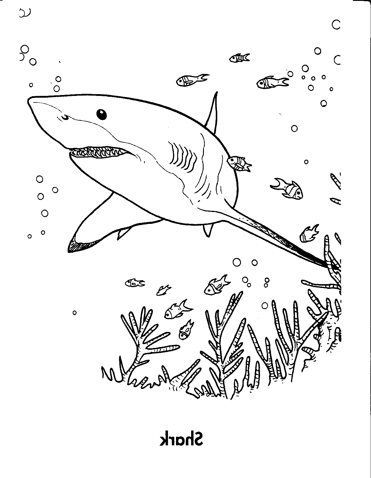 Shark Coloring Pages for Adults Printables 79