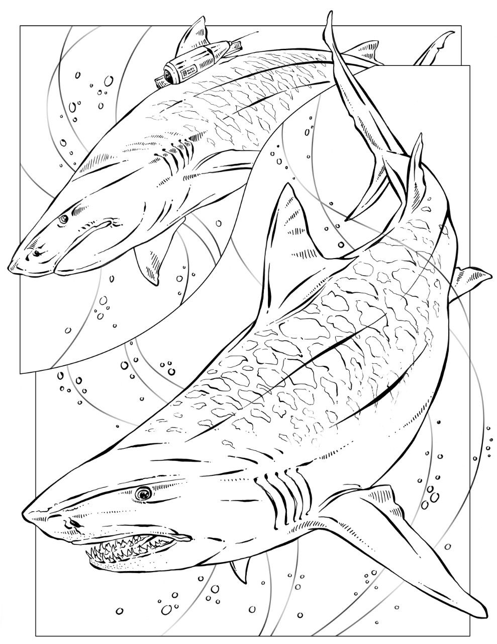 Shark Coloring Pages for Adults Printables 80