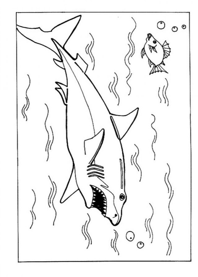 Shark Coloring Pages for Adults Printables 81