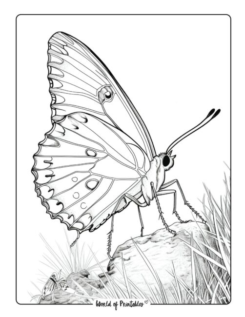 Butterfly Coloring Pages: 100+ A Fluttery Collection for Your Coloring Pleasure 130