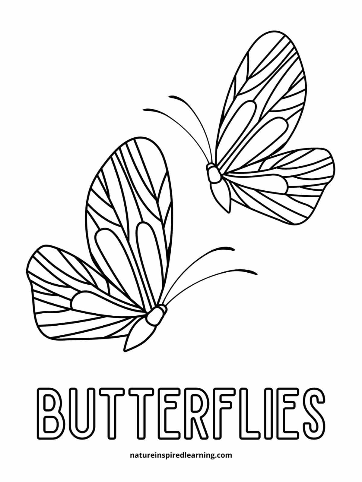 Butterfly Coloring Pages: 100+ A Fluttery Collection for Your Coloring Pleasure 185