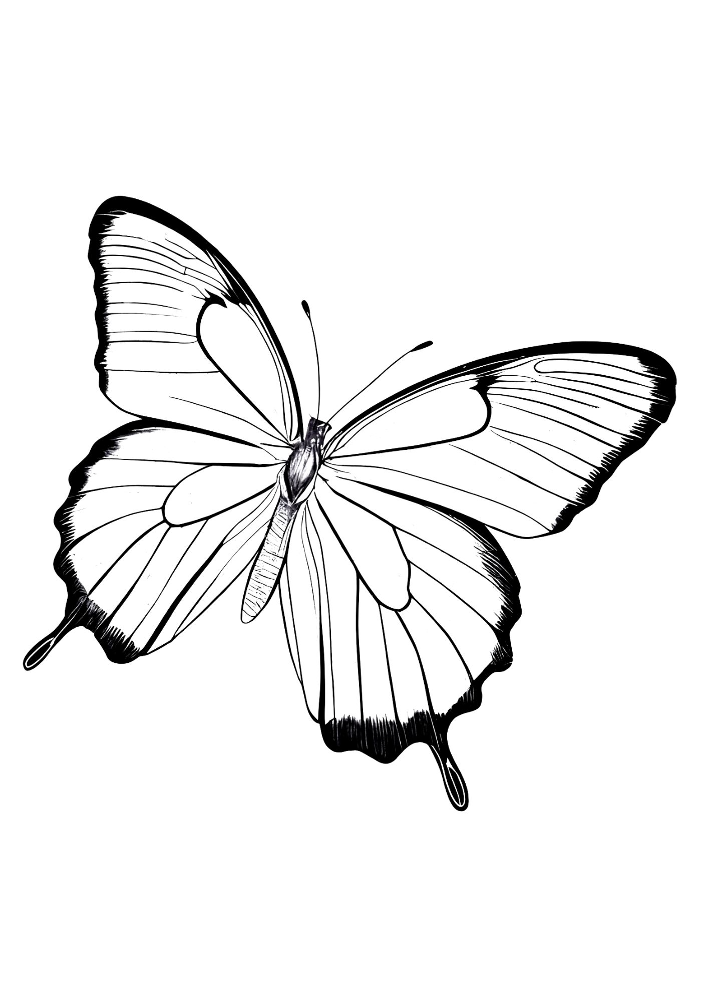 Butterfly Coloring Pages: 100+ A Fluttery Collection for Your Coloring Pleasure 2