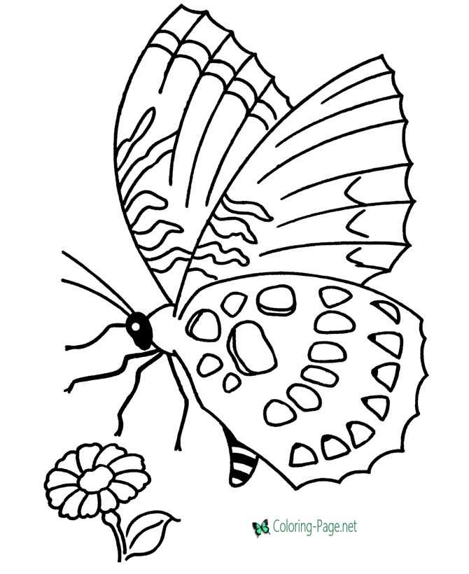 Butterfly Coloring Pages: 100+ A Fluttery Collection for Your Coloring Pleasure 32