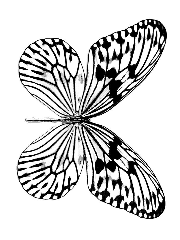 Butterfly Coloring Pages: 100+ A Fluttery Collection for Your Coloring Pleasure 5