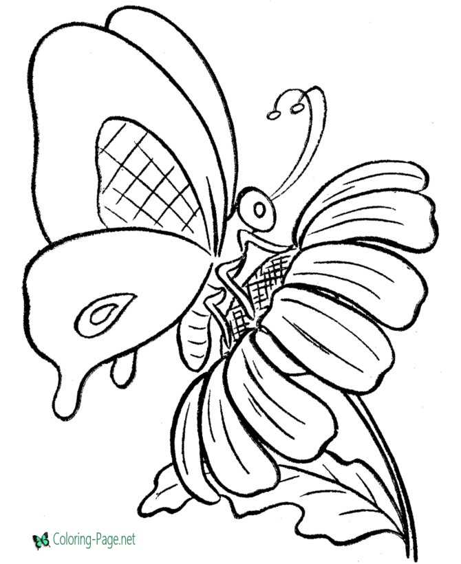 Butterfly Coloring Pages: 100+ A Fluttery Collection for Your Coloring Pleasure 63