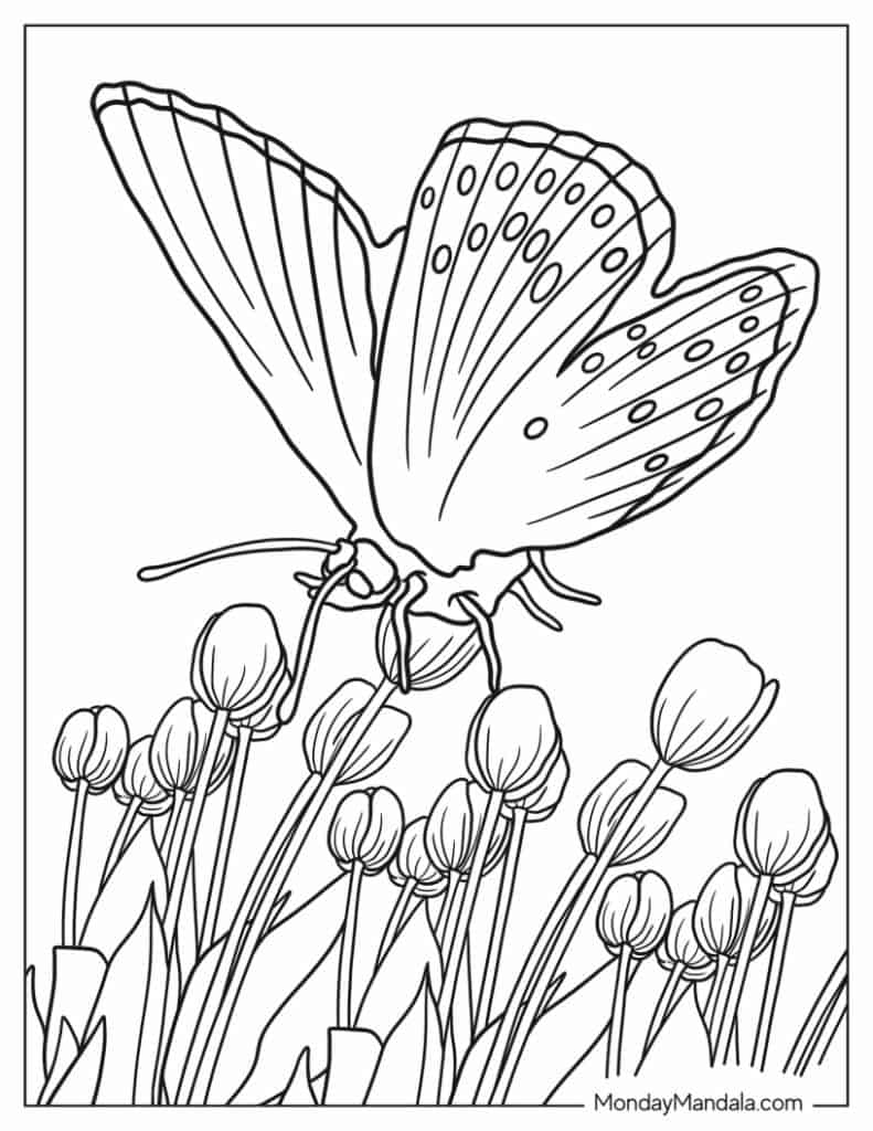 Butterfly Coloring Pages: 100+ A Fluttery Collection for Your Coloring Pleasure 64