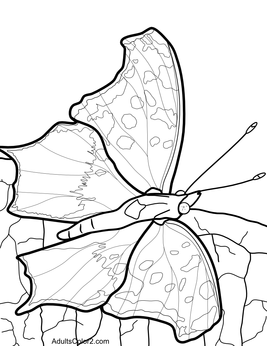 Butterfly Coloring Pages: 100+ A Fluttery Collection for Your Coloring Pleasure 67