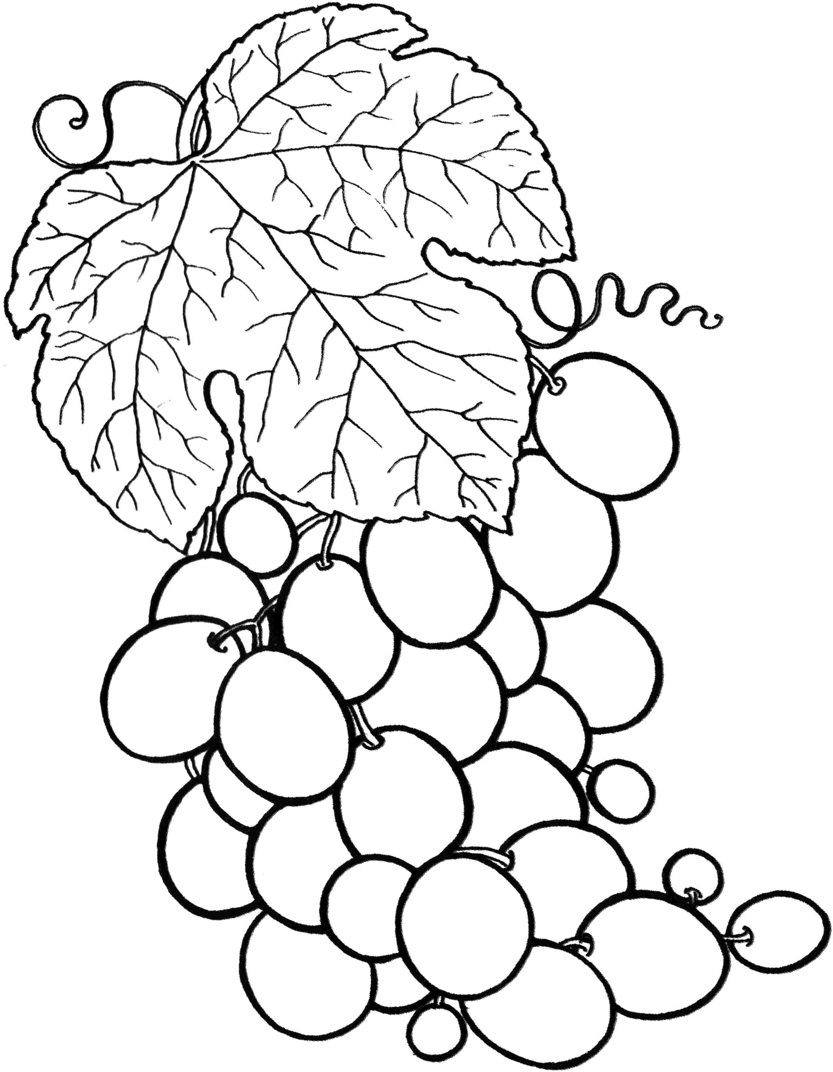 Fruit Coloring Pages for Kids Activities 70