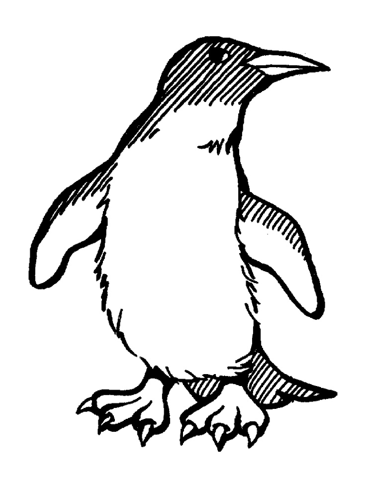 Penguin Coloring Pages Free Printable 13