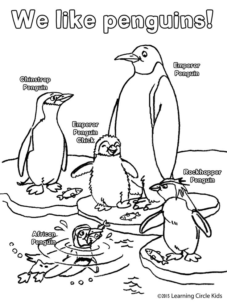 Penguin Coloring Pages Free Printable 22