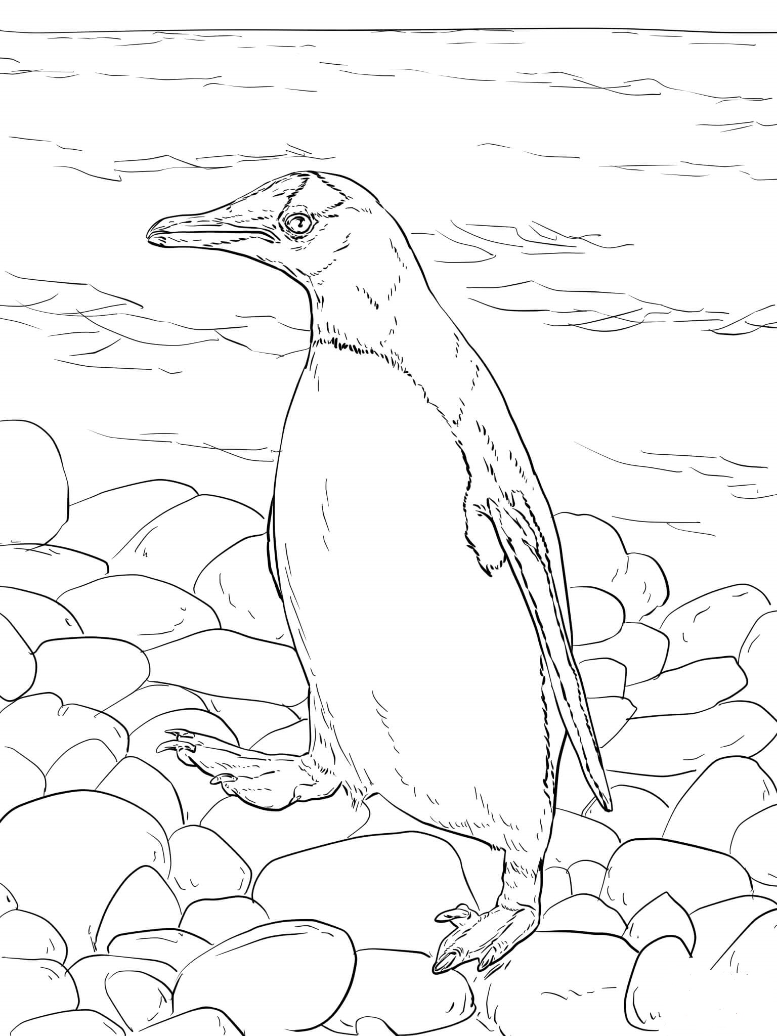 Penguin Coloring Pages Free Printable 58