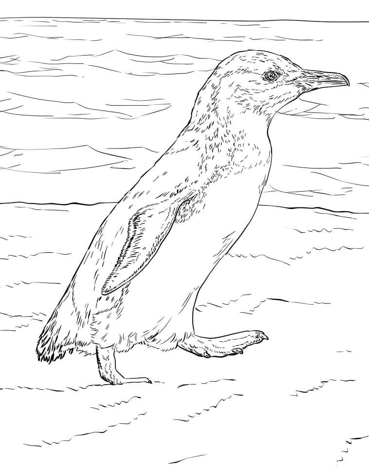 Penguin Coloring Pages Free Printable 90