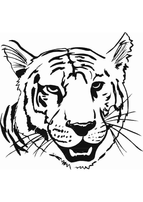 Tiger Coloring Pages Free Printable 106