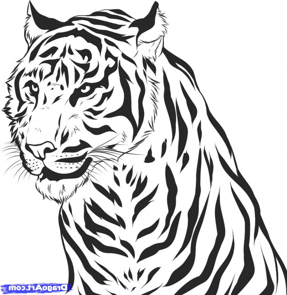 Tiger Coloring Pages Free Printable 112