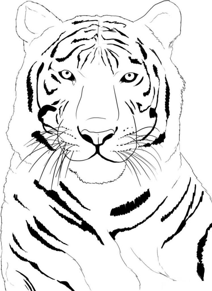 Tiger Coloring Pages Free Printable 116