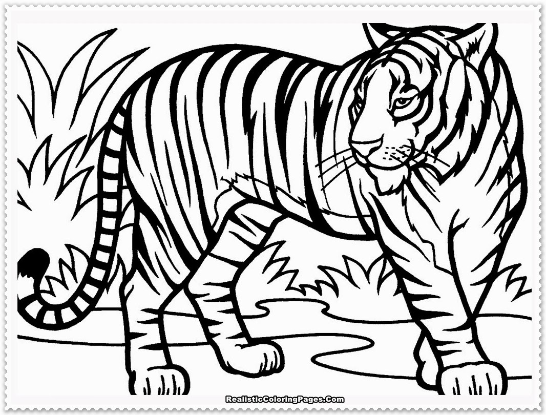 Tiger Coloring Pages Free Printable 142