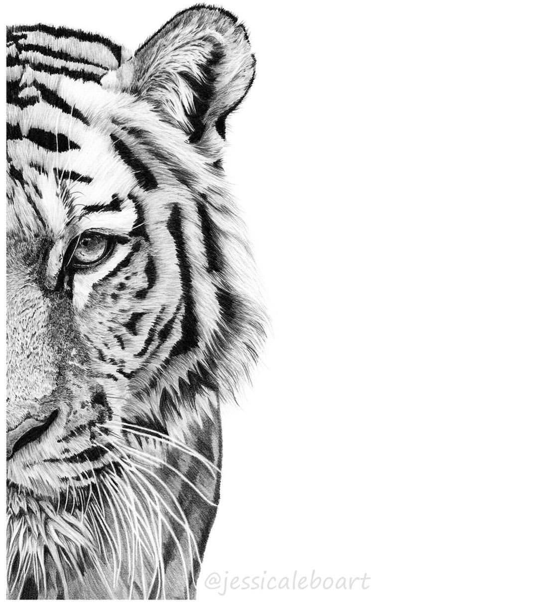 Tiger Coloring Pages Free Printable 145