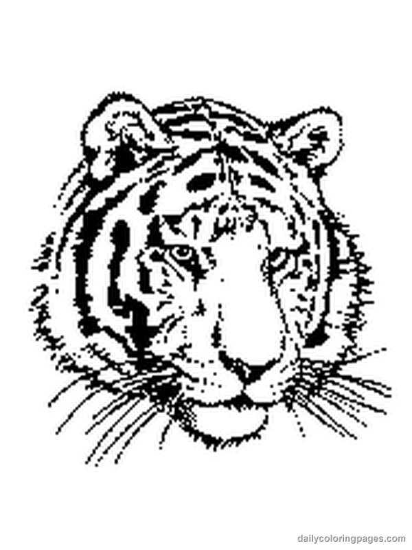 Tiger Coloring Pages Free Printable 151