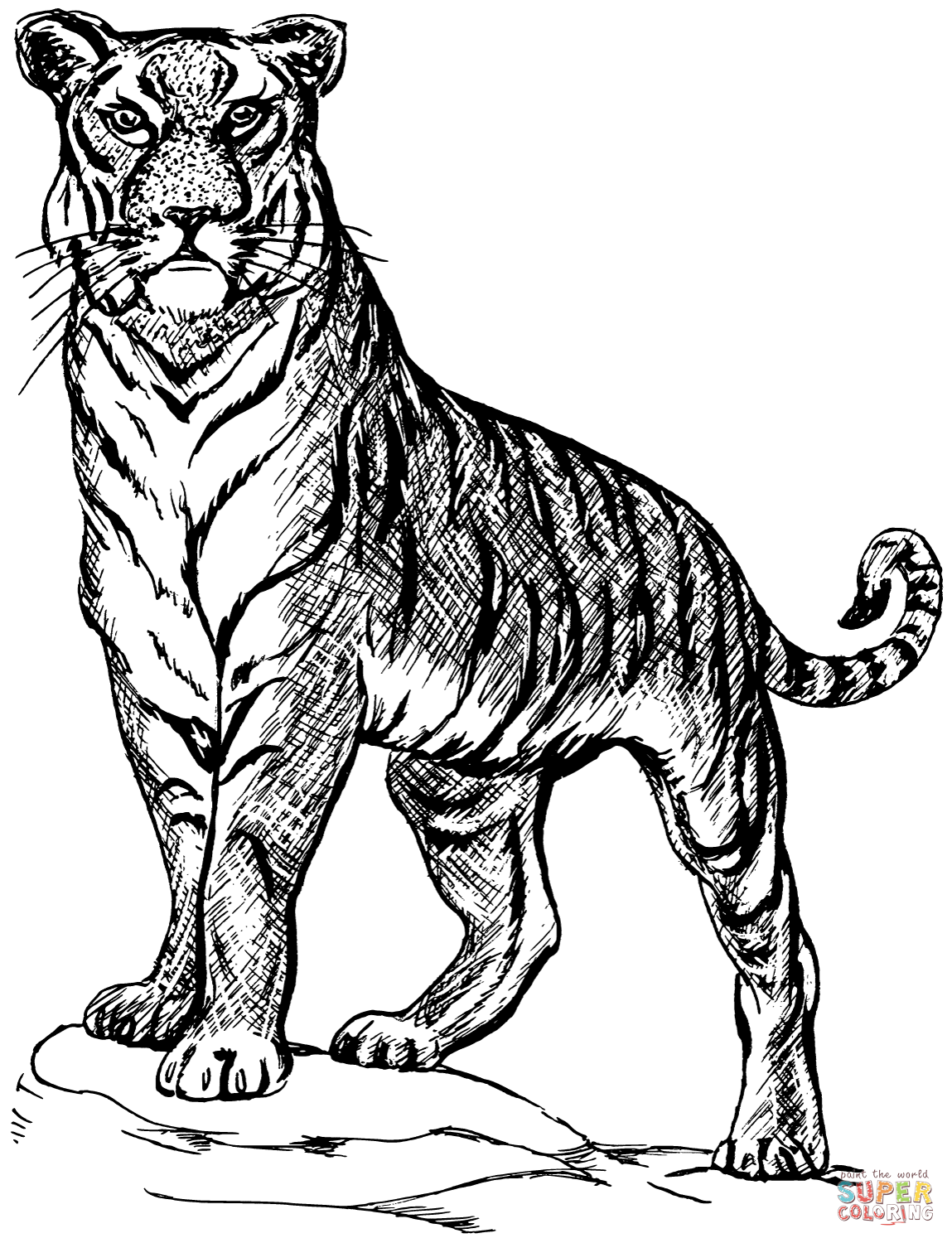 Tiger Coloring Pages Free Printable 16