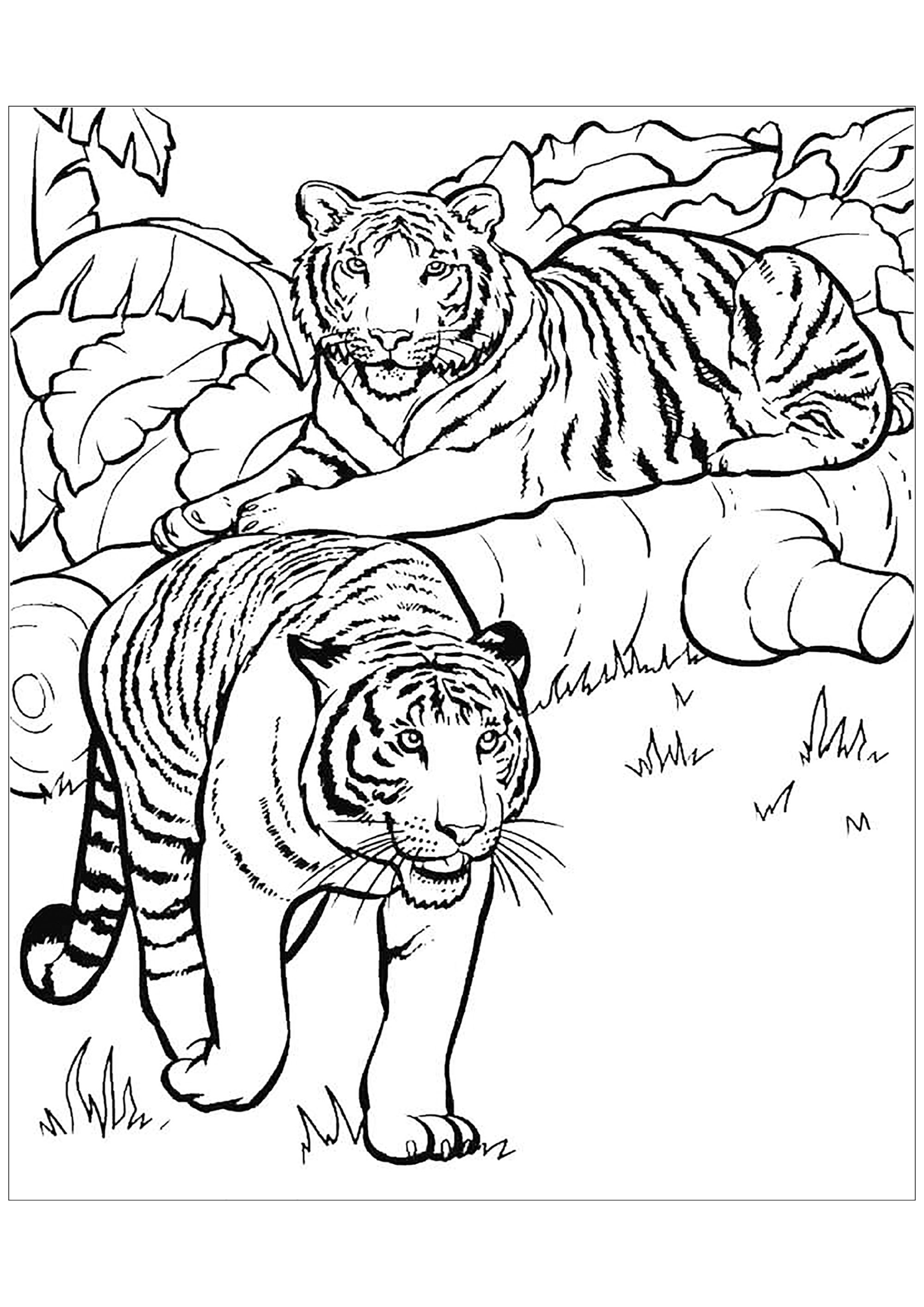 Tiger Coloring Pages Free Printable 17