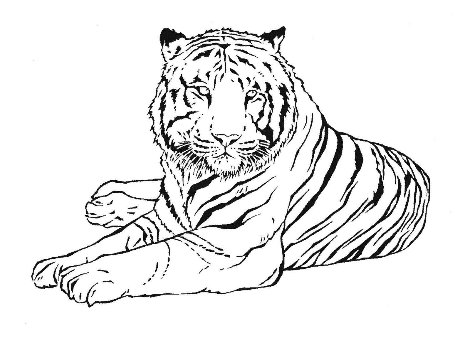 Tiger Coloring Pages Free Printable 22