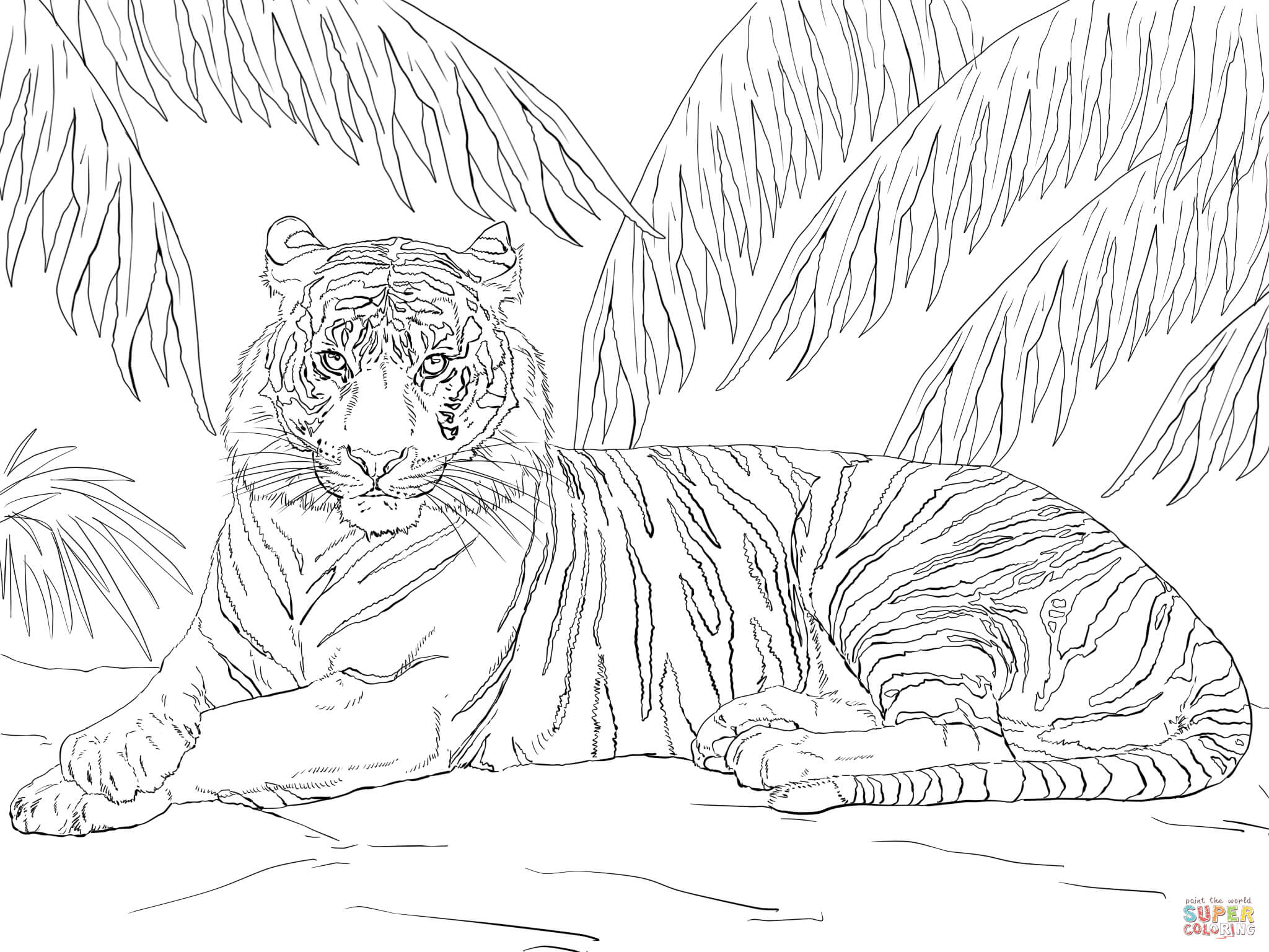 Tiger Coloring Pages Free Printable 23